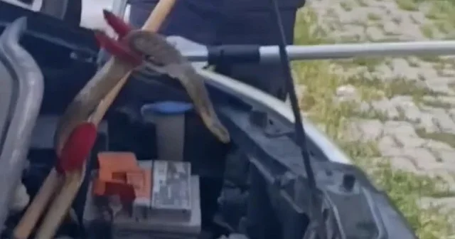 Sivas ta otomobilin motoruna giren yılan itfaiye ekiplerince çıkarıldı VİDEO İZLE