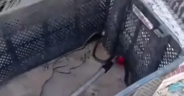 Gaziantep’te yerleşim yerinde yılan paniği VİDEO İZLE
