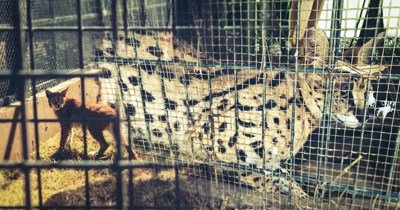 Kaçak getirilen 2 vaşak ve 2 serval kedisi gümrükte kurtarıldı