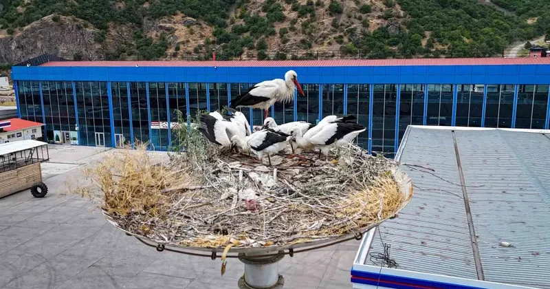 Baharın habercisi leylekler, yeni yavrularıyla göç yolculuğuna hazırlanıyor