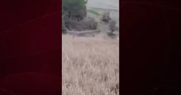 Domuz avında az daha av olacaklardı: Babasının yaşadığı dehşeti oğlu böyle kaydetti