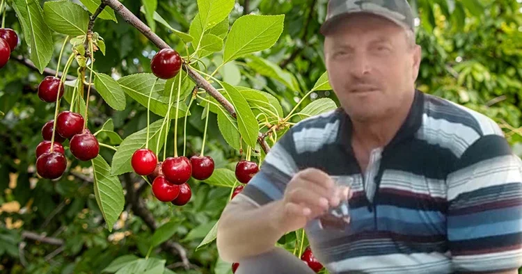 Kastamonu’da dalından kiraz yiyen karı koca can verdi! Tarım ilacı şüphesi