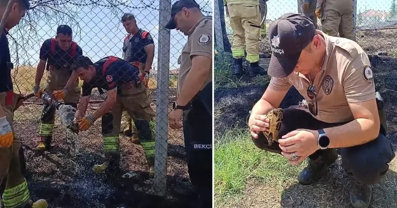 Edirne’de alevlerin arasında kalan kaplumbağa kurtarıldı