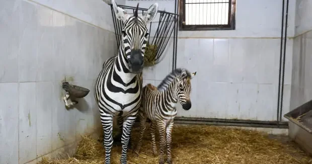 Bursa haberleri Bursa Hayvanat Bahçesi’ndeki zebra sayısında artış var 12 Temmuz 2026