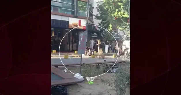 Böylesi ne görüldü ne de duyuldu! İzmir de obez köpeğe börek verme kavgası.
