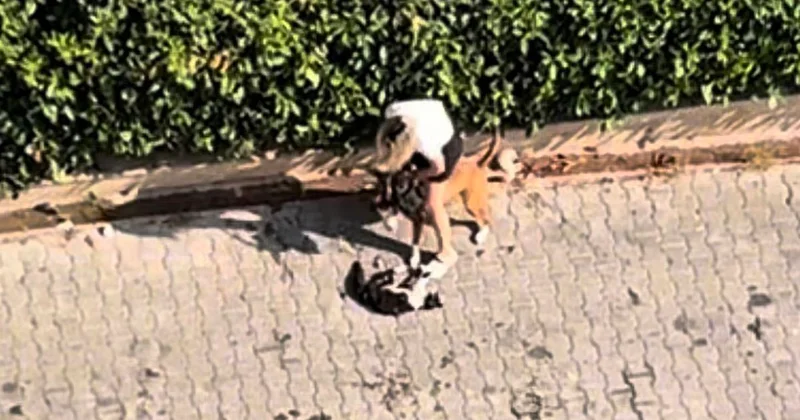 Adana da Pitbull Kediyi Parçaladı: Sahibinden Polisi Aramayın Yalvarışı