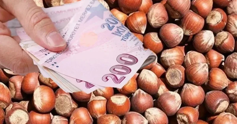 TMO fındık alım takvimini ve şartlarını açıkladı! İşte Giresun, levant ve sivri kalite fındık fiyatları