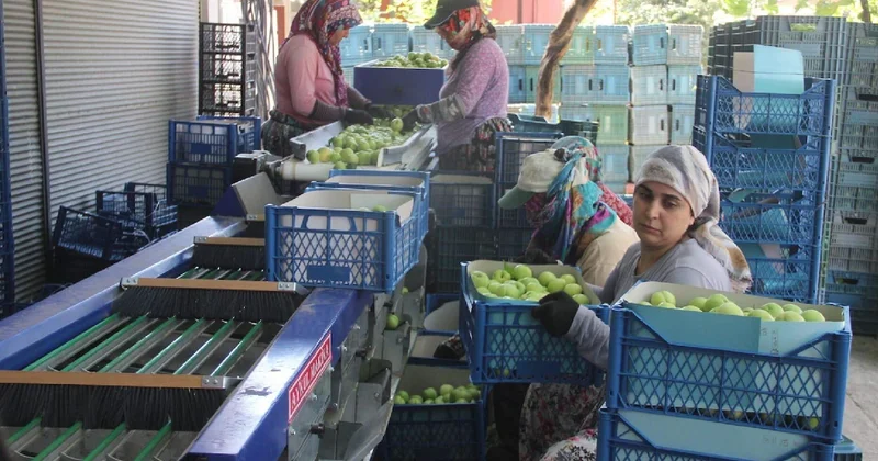 Kazdağları’nın beyaz altını: Tarlada kapış kapış gidiyor kilosu 100 lirayı gördü Sözcü Gazetesi