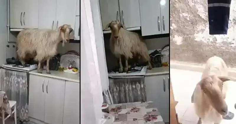 Mutfağa giren keçi tezgahın üzerine çıktı