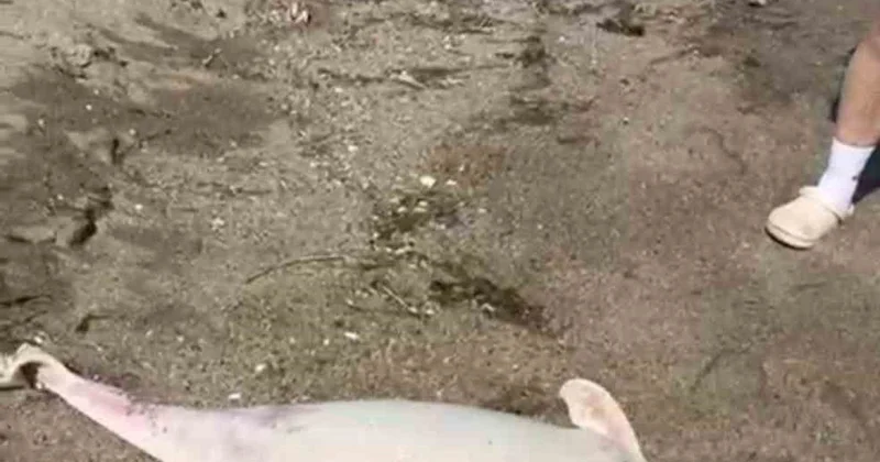 Karacabey Boğazı nda Yunus Ölümleri Endişe Yarattı