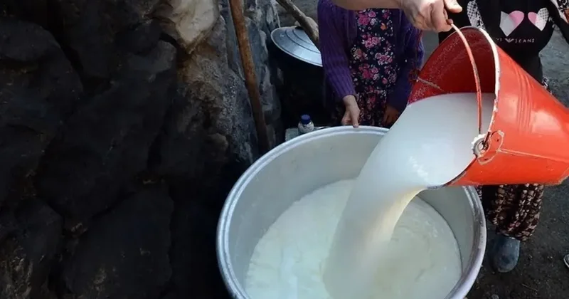 Toplanan inek sütü miktarı %6,5 arttı