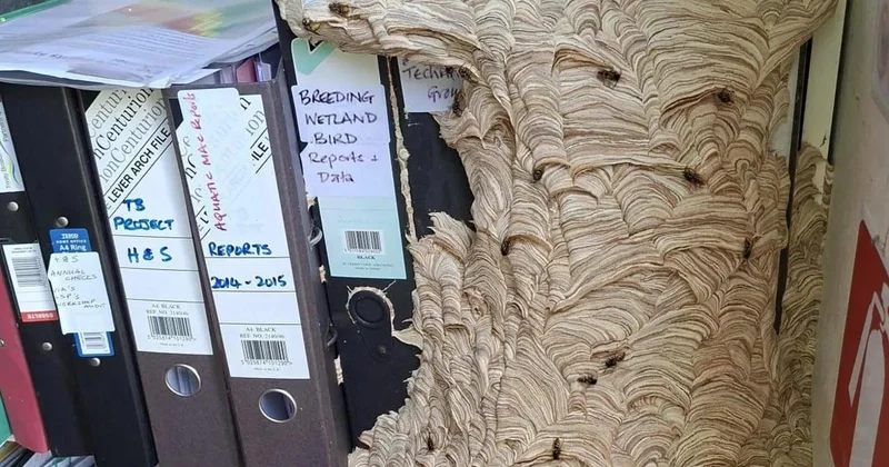 Dev yaban arıları ofisi istila etti