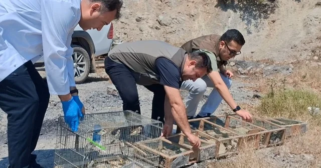 Kahramanmaraş ta kaçak saka kuşu avına operasyon: 175 kuş kurtarıldı Kahramanmaraş Haberleri Habertürk Yerel Haberler