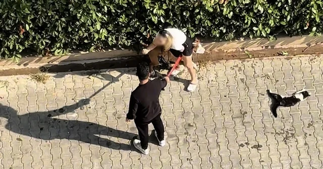 Ağızlıksız gezdirilen Pitbull kediyi parçaladı: Sahibi polisi aramayın diye yalvardı Adana Haberleri Habertürk Yerel Haberler