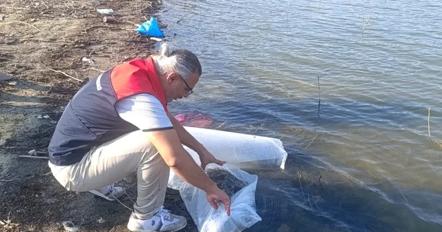 Göletlere 80 bin yavru balık bırakıldı Denizli Haberleri Habertürk Yerel Haberler