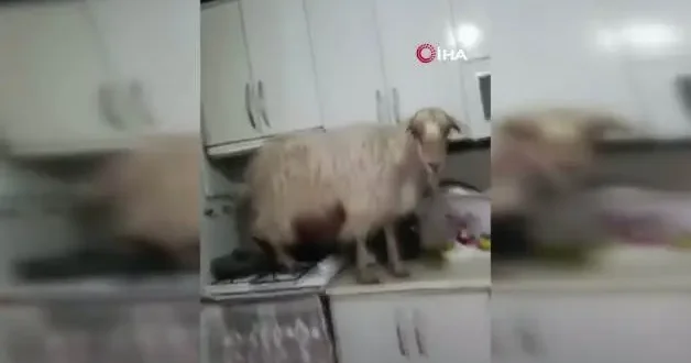Mutfağa dalan keçiyi polisle tehdit etti: Polise veririm seni!