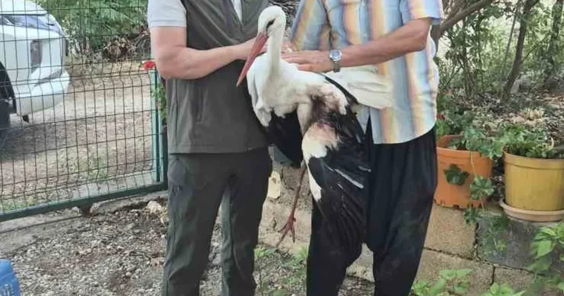 Evinin önüne gelen yaralı leyleğe sahip çıktı
