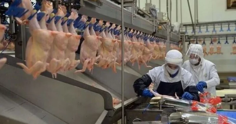 TÜİK açıkladı: Yumurta, tavuk eti ve süt üretimi haziranda arttı