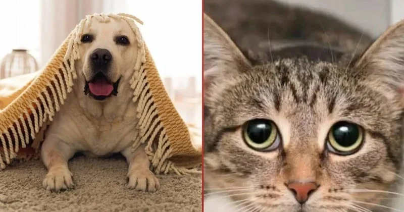Evcil hayvanı olanlar diken üstünde: Kedi ve köpekler bugün işaret veriyor Sözcü Gazetesi