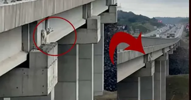 Viyadükte mahsur kalan keçiyi itfaiye ekipleri halatla yukarı çekti