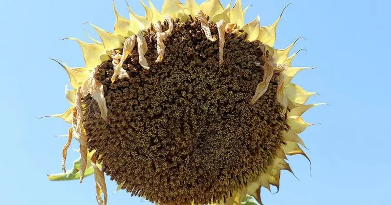 Trakya da ayçiçeğinde gözler hasat dönemine çevrildi
