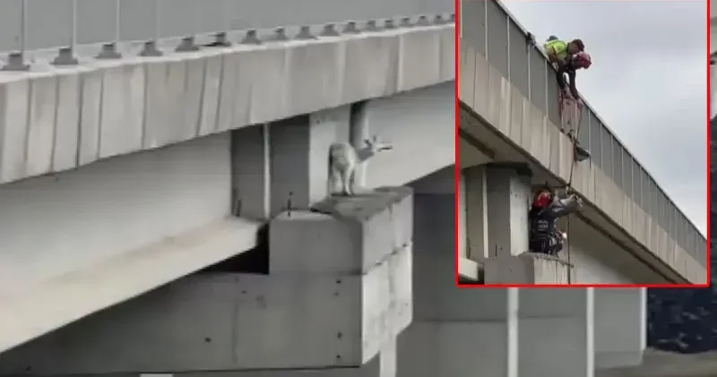 Kuzey Marmara Otoyolu’nda viyadükte keçiye kurtarma operasyonu