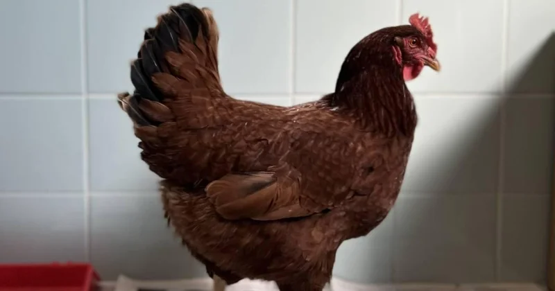 Batı Nil virüsüne karşı tavuklar erken uyarı sistemi olarak kullanılıyor