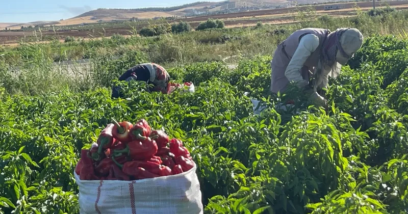 Kış hazırlığı başladı! Şehirde tezgahlar doldu: Vatandaş çuvalla satın alıyor