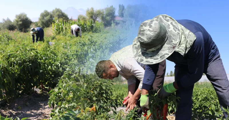 Kilosu 1300 lira olacak: Üretici bu yıl çok güzel diyerek duyurdu Sözcü Gazetesi