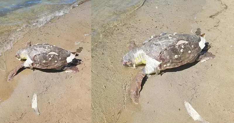 Balıkesir de kıyıda ölü caretta caretta bulundu