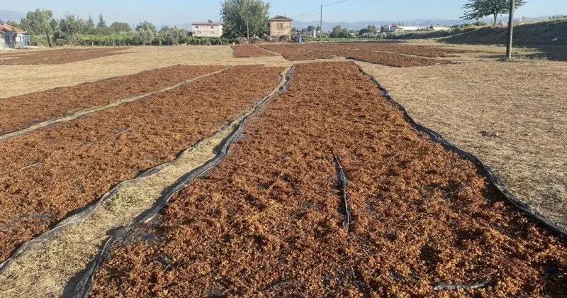 TMO nun kuru üzüm alımı çiftçiyi rahatlattı