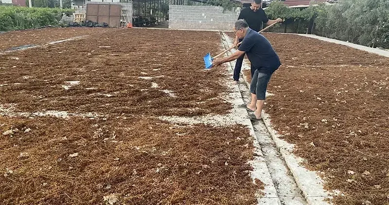 Alaşehir’de üzüm üreticileri TMO’nun fiyatından memnun