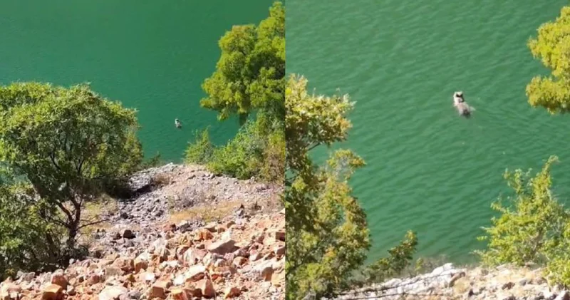 Ayının barajda yüzme keyfi kameraya yansıdı