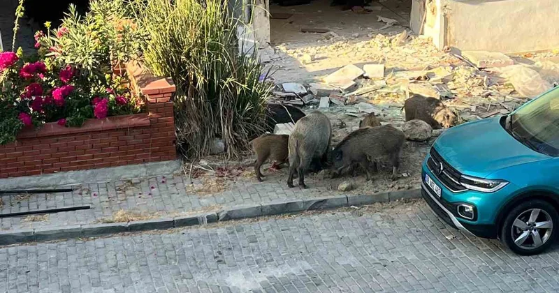 Kuşadası Türkmen Mahallesi nde domuz sürüsü sokaklara indi, vatandaşlar tedirgin
