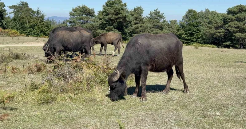Sürünün tamamı ahıra dönmedi, karşılaştığı manzara şoke etti