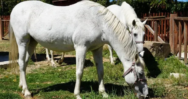 Kastamonu haberleri Büyükada da kullanımı yasaklanan atların akıbeti belli oldu 12 Eylül 2026