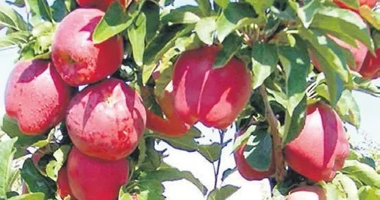 İDİL AÇIKALIN Dağın eteğinden sofraya: Yahyalı elması