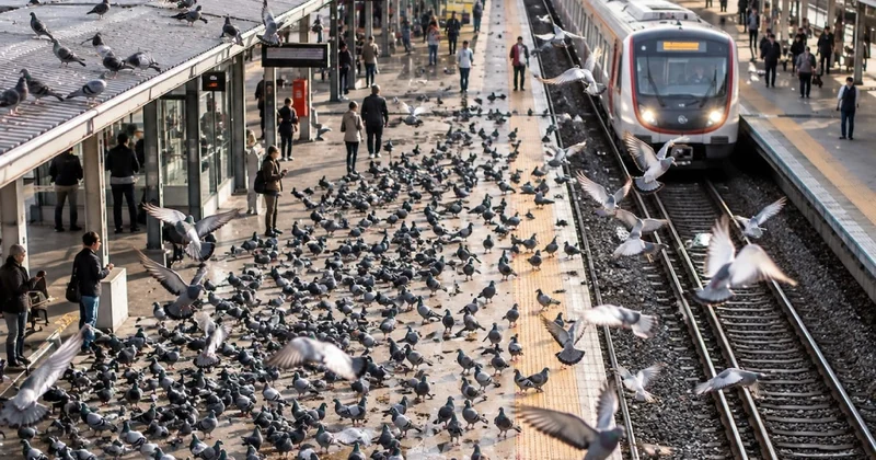 Tren istasyonlarındaki güvercin istilasına sıra dışı çözüm Sözcü Gazetesi