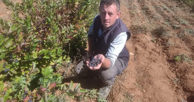 İlaç niyetine tüketiliyor! Şifa deposu diye satıyorlar! 1 kilodan 8 litre meyve suyu