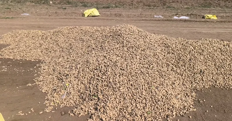 Yer fıstığında fiyat krizi: Üreticiler ürünü Savrun Çayı na dökecek