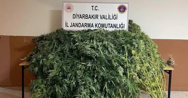 Diyarbakır da 57 bin 700 kök kenevir ele geçirildi