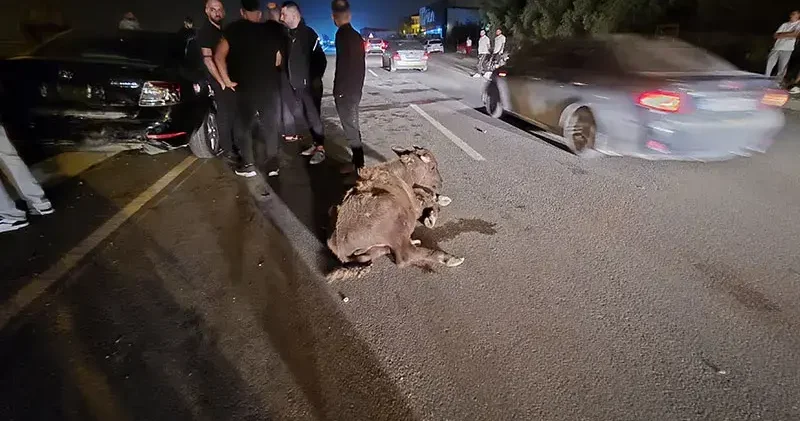 Otomobillerin çarptığı 3 angus öldü