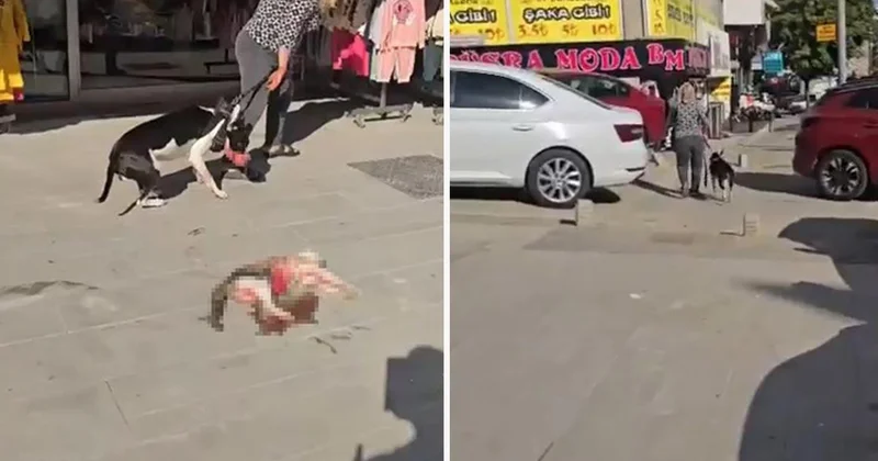 Esenyurt ta ağızlıksız pitbull sokak kedisini öldürdü