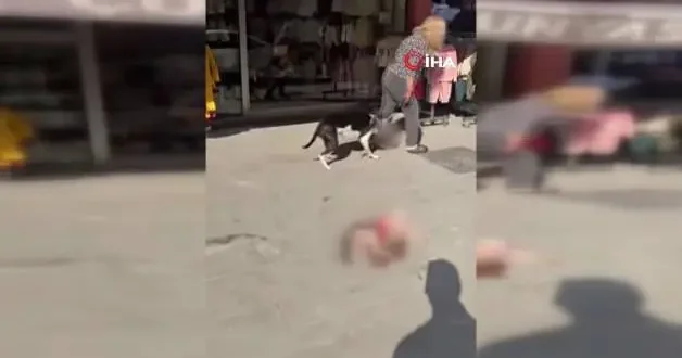 Esenyurt ta Pitbull dehşeti: Ağızlıksız gezdirilen köpek sokak kedisini parçaladı