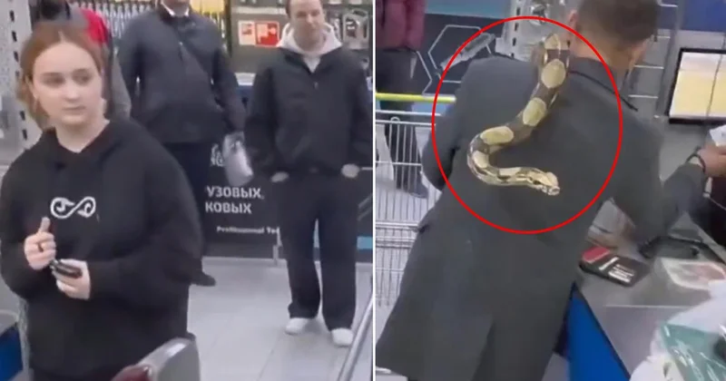 Mağazaya pitonuyla girdi! Kaç yılanın var sorusuna bomba bir yanıt verdi