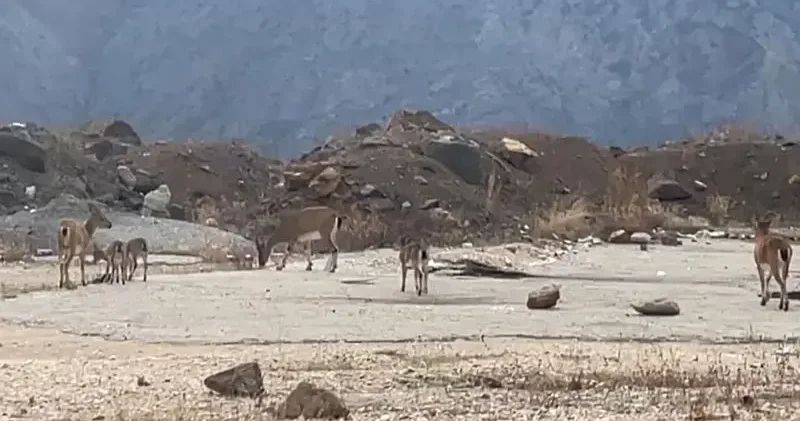 Dağ keçileri yol kenarında görüntülendi