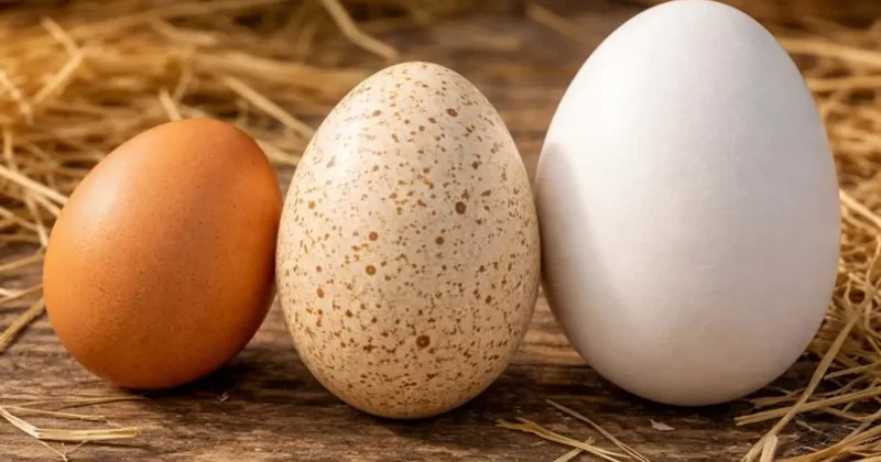 Hindi yumurtasını neden yemiyoruz? Asıl neden düşündüğünüzden farklı!