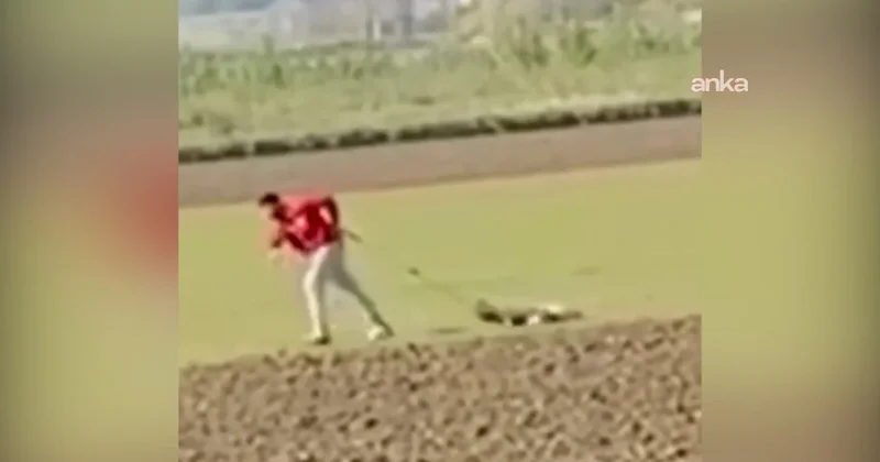 Belediye personeli sokak köpeğine eziyet ederken yakalandı Sözcü Gazetesi