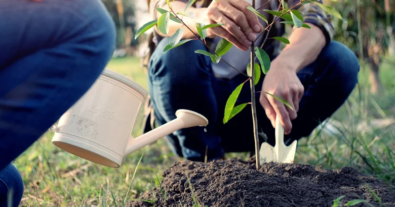 80 yıla kadar meyve veren 5 ağaç: Kasımda ayında dikiliyor Sözcü Gazetesi