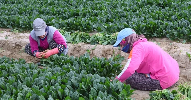 Kış sebzesi ıspanakta hasat bolluğu Ispanağın kilosu tarlada 6, pazarda 40 TL İzmir Haberleri